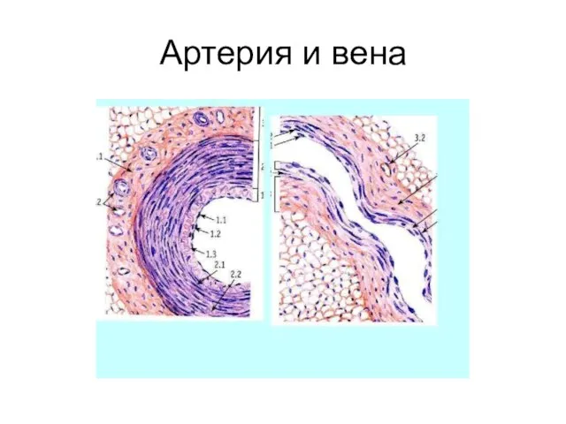 Артерия и вена