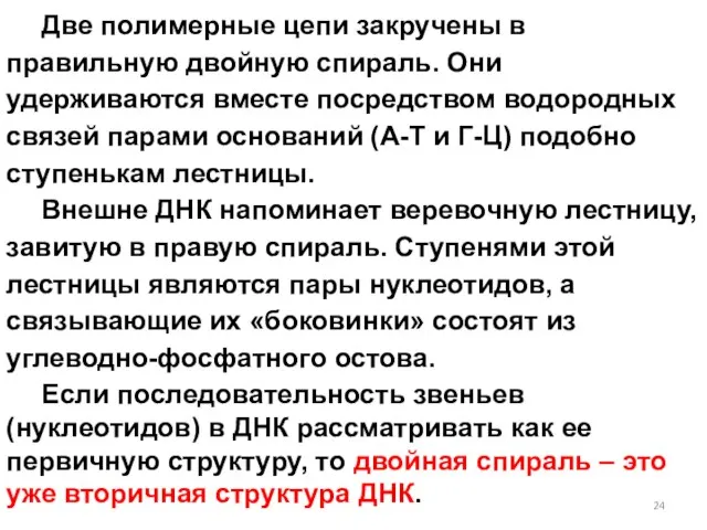 Две полимерные цепи закручены в правильную двойную спираль. Они удерживаются вместе посредством