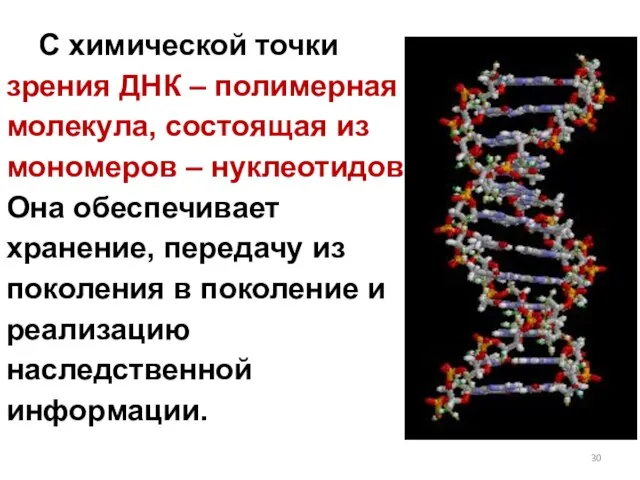 С химической точки зрения ДНК – полимерная молекула, состоящая из мономеров –