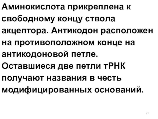 Аминокислота прикреплена к свободному концу ствола акцептора. Антикодон расположен на противоположном конце