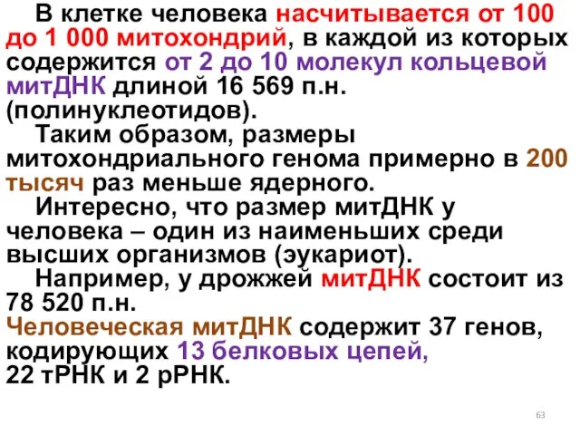 В клетке человека насчитывается от 100 до 1 000 митохондрий, в каждой