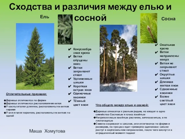 Сходства и различия между елью и сосной Отличительные признаки: Деревья отличаются по
