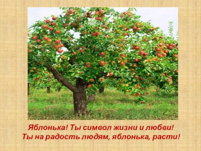 Яблонька! Ты символ жизни и любви! Ты на радость людям, яблонька, расти!