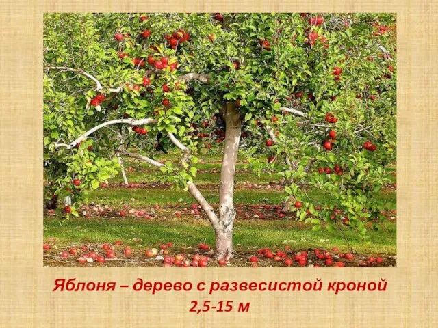 Яблоня – дерево с развесистой кроной 2,5-15 м