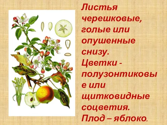 Листья черешковые, голые или опушенные снизу. Цветки - полузонтиковые или щитковидные соцветия. Плод – яблоко.