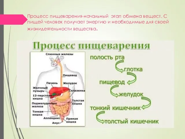 Процесс пищеварения-начальный этап обмена вещест. С пищей человек получает энергию и необходимые для своей жизнидеятельности вещества.