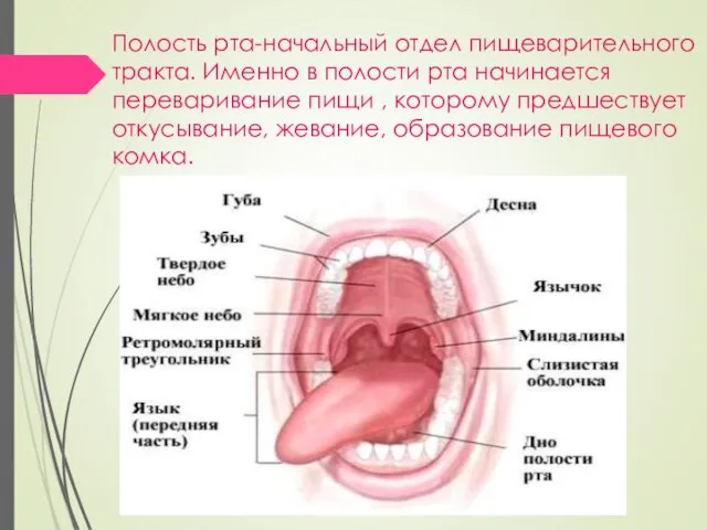Полость рта-начальный отдел пищеварительного тракта. Именно в полости рта начинается переваривание пищи