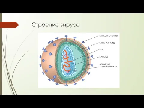 Строение вируса