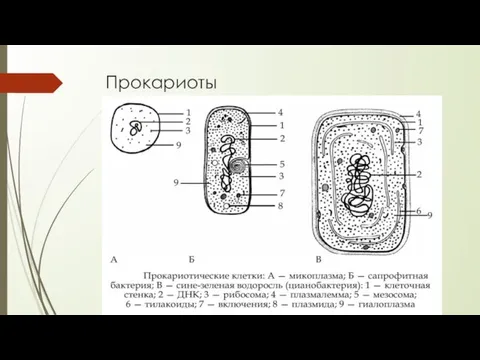 Прокариоты