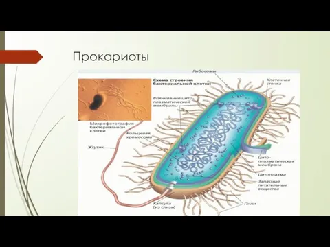 Прокариоты