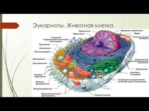 Эукариоты. Животная клетка