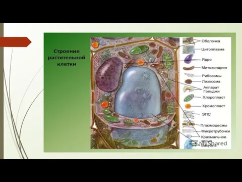 Эукариоты. Растительная клетка