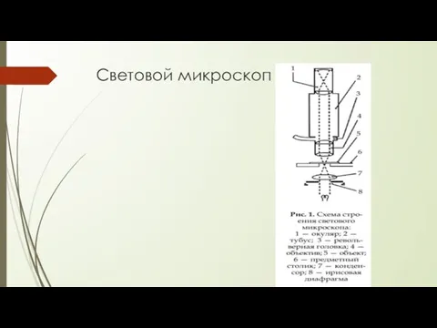 Световой микроскоп