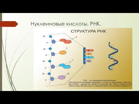 Нуклеиновые кислоты. РНК.