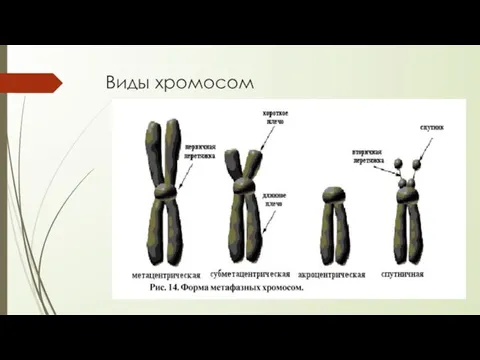 Виды хромосом