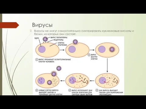 Вирусы Вирусы не могут самостоятельно синтезировать нуклеиновые кислоты и белки, из которых они состоят.