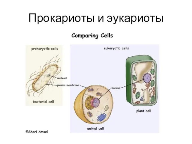 Прокариоты и эукариоты