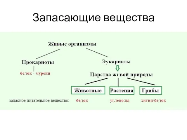 Запасающие вещества