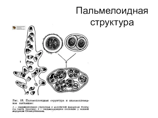 Пальмелоидная структура