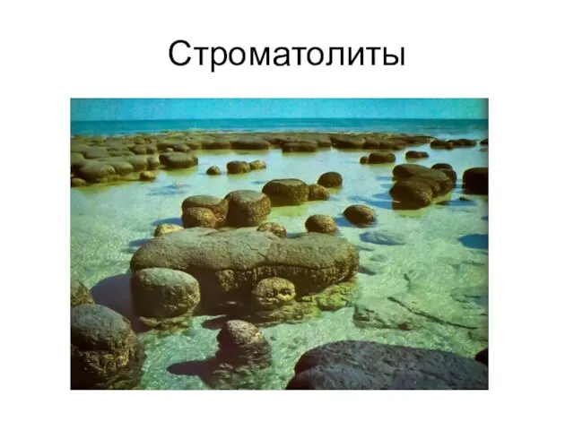 Строматолиты