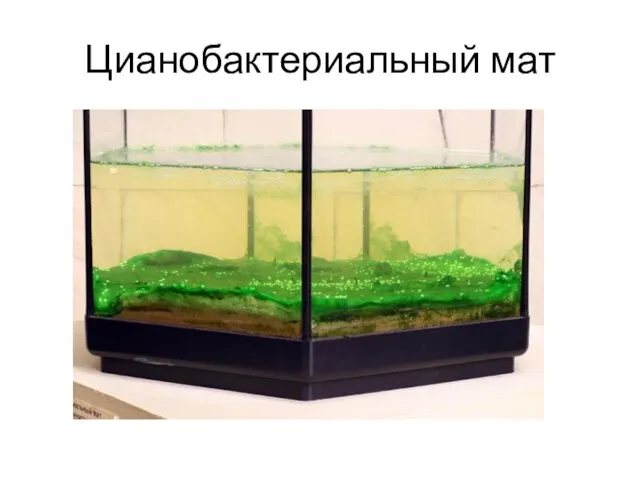 Цианобактериальный мат