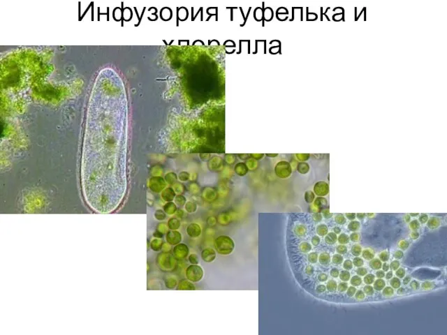 Инфузория туфелька и хлорелла