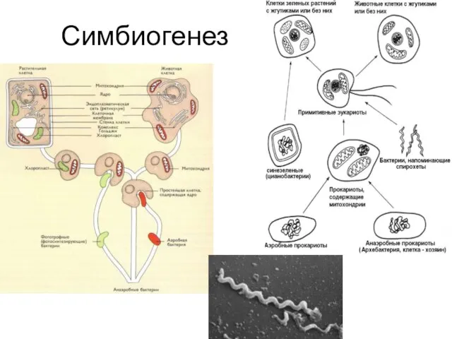 Симбиогенез