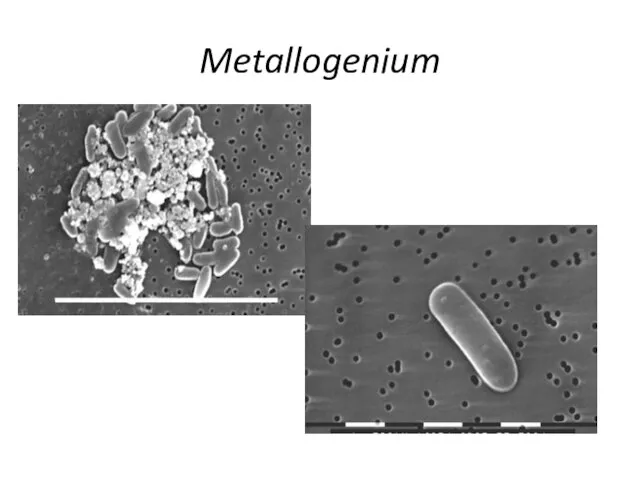 Metallogenium