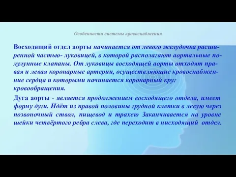 Особенности системы кровоснабжения Восходящий отдел аорты начинается от левого желудочка расши-ренной частью-