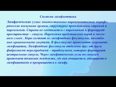 Система лимфооттока Лимфатические узлы: множественные паренхиматозные перифе-рические иммунные органы, структурно представлены стромой