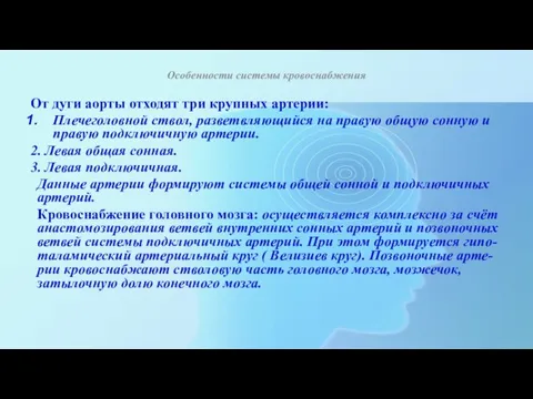 Особенности системы кровоснабжения От дуги аорты отходят три крупных артерии: Плечеголовной ствол,