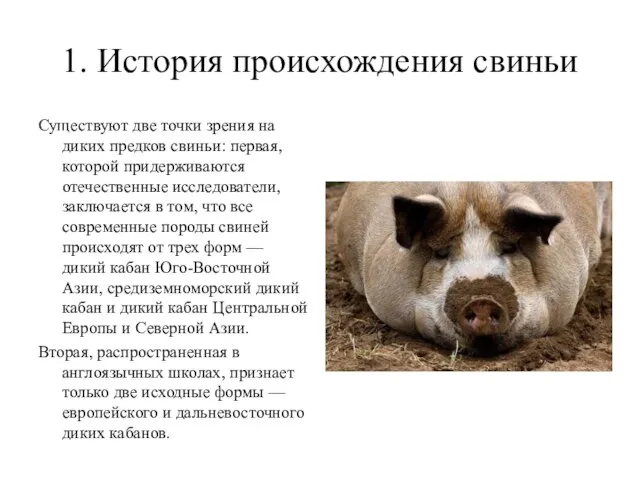 1. История происхождения свиньи Существуют две точки зрения на диких предков свиньи: