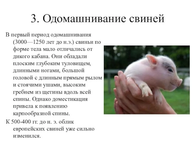 3. Одомашнивание свиней В первый период одомашнивания (3000—1250 лет до н.э.) свиньи