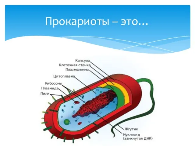 Прокариоты – это…