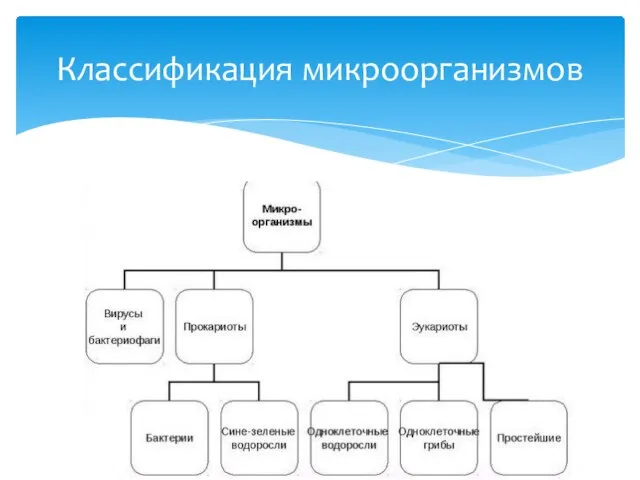 Классификация микроорганизмов