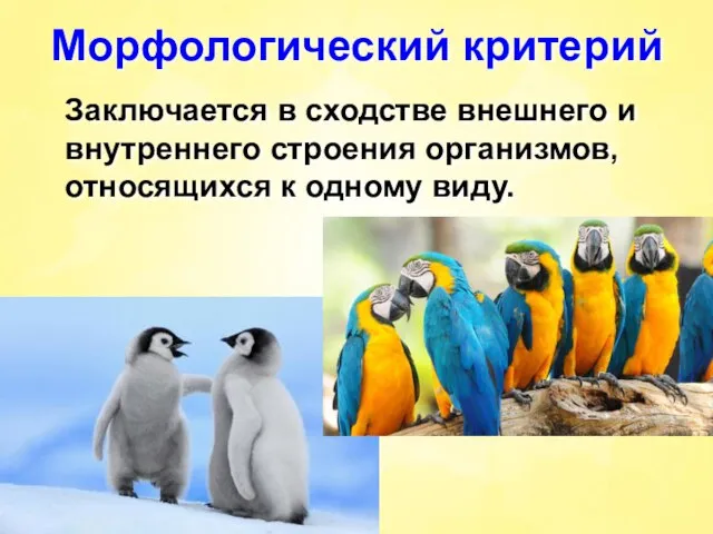 Морфологический критерий Заключается в сходстве внешнего и внутреннего строения организмов, относящихся к одному виду.