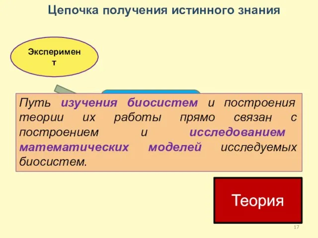 Цепочка получения истинного знания Теория Эксперимент МОДЕЛЬ Путь изучения биосистем и построения