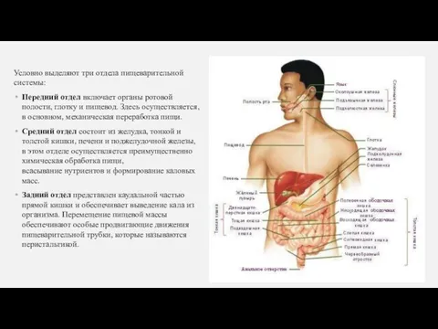 Условно выделяют три отдела пищеварительной системы: Передний отдел включает органы ротовой полости,