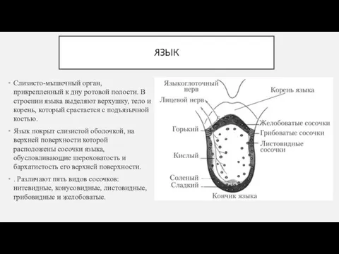 ЯЗЫК Слизисто-мышечный орган, прикрепленный к дну ротовой полости. В строении языка выделяют