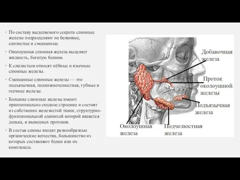 По составу выделяемого секрета слюнные железы подразделяют на белковые, слизистые и смешанные.