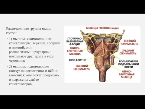 Различают две группы мышц глотки: 1) мышцы- сжиматели, или констрикторы: верхний, средний