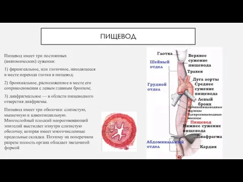 ПИЩЕВОД Пищевод имеет три постоянных (анатомических) сужения: 1) фарингеальное, или глоточное, находящееся