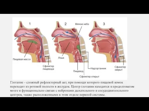 Глотание - сложный рефлекторный акт, при помощи которого пищевой комок переходит из