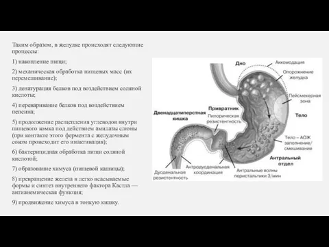 Таким образом, в желудке происходят следующие процессы: 1) накопление пищи; 2) механическая