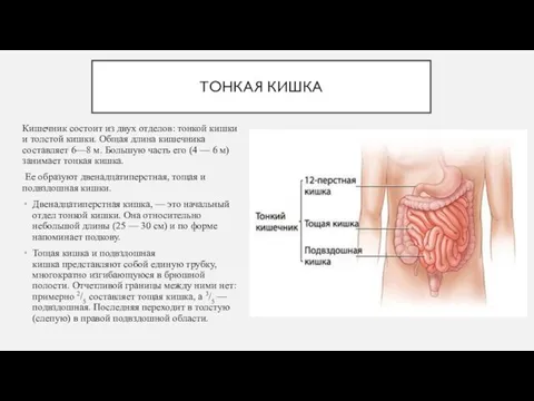 ТОНКАЯ КИШКА Кишечник состоит из двух отделов: тонкой кишки и толстой кишки.