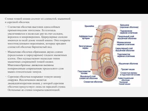 Стенка тонкой кишки состоит из слизистой, мышечной и серозной оболочек. Слизистая оболочка