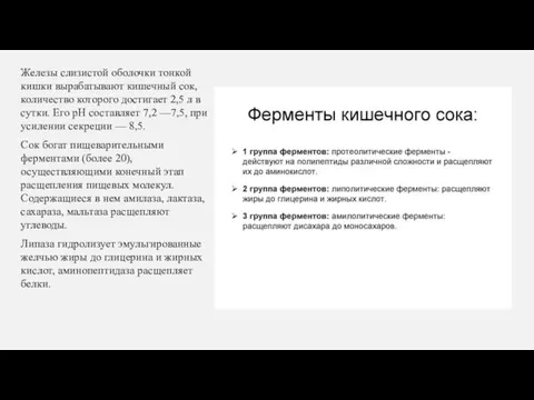 Железы слизистой оболочки тонкой кишки вырабатывают кишечный сок, количество которого достигает 2,5