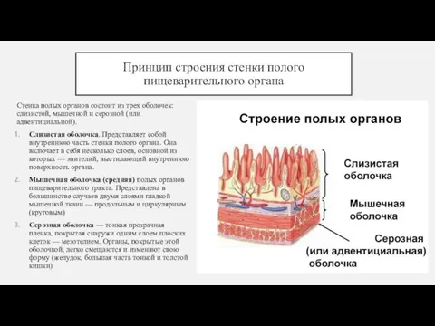 Принцип строения стенки полого пищеварительного органа Стенка полых органов состоит из трех