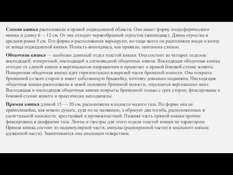 Слепая кишка расположена в правой подвздошной области. Она имеет форму полусферического мешка