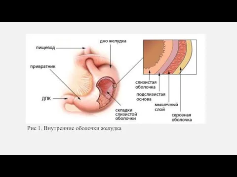 Рис 1. Внутренние оболочки желудка